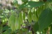 Halesia carolina 30/40 C Halesia carolina - Sneeuwklokjesboom 30-40 C