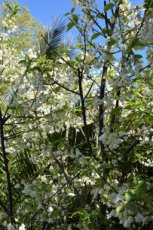 Halesia carolina - Sneeuwklokjesboom 30-40 C