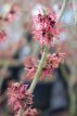 Hamamelis x intermedia 'Feuerzauber' 60/80 C6 Hamamelis x intermedia ‘Feuerzauber’(=Fire Charm) - oranje - Toverhazelaar 60-80 C6