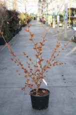 Hamamelis x intermedia ‘Orange Beauty’ - oranje - Toverhazelaar 100-125 C18