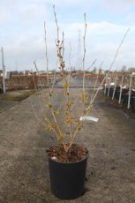 Hamamelis intermedia 'Westerstede' 100/125 C18 Hamamelis intermedia ‘Westerstede’ - geel - Toverhazelaar 100-125 C18