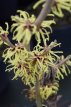 Hamamelis x intermedia 'Arnold Promise' 60/80 C6