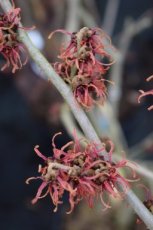 Hamamelis x intermedia ‘Diane’ - rood - Toverhazelaar 60-80 C