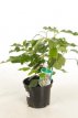 Hedera colchica 'Arborescens' 30/40 C Hedera colchica ‘Arborescens’-Struikklimop 30-40  C