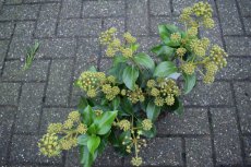 Hedera colchica ‘Arborescens’-Struikklimop 30-40  C