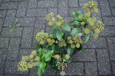 Hedera colchica 'Fall Favourite'(= Arborescens) - Kaukasische struikklimop 30-40 C3