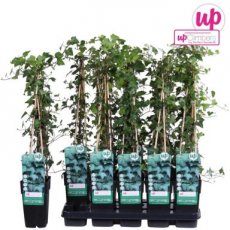 Hedera helix 50/60 C2 Hedera helix | Lierre 60-80 C3