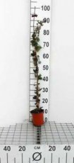 Hedera helix 80/100 C Hedera helix | 50-60  C2