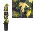 Hedera helix 'Goldheart' 50/60 C Hedera helix ‘Goldheart’(=Oro di bogliasco) | Klimop 50-60 C