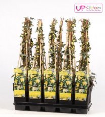 Hedera helix ‘Goldheart’(=Oro di bogliasco) | Klimop 50-60 C