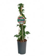 Hedera helix 'Green Ripple' 40/60 C Hedera helix 'Green Ripple' | Klimop 40-60 C