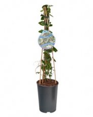 Hedera helix 'Marginata Elegantissima' 40-60 C Hedera helix 'Marginata Elegantissima' | Klimop 40-60 C