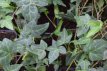 Hedera helix 'Plattensee' 40/60 C