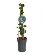 Hedera helix 'Plattensee' 40/60 C