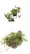 Hedera helix 'Sagittifolia' 5/10 P9 Hedera helix ‘Sagittifolia’ | Klimop 5-10  P9