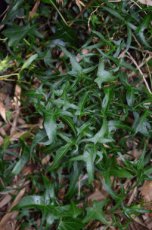 Hedera helix ‘Sagittifolia’ | Klimop 5-10  P9