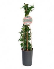 Hedera helix 'Shamrock' 40/60 C