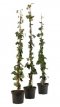 Hedera helix 'Thorndale' 40/60 C2 Hedera helix ‘Thorndale’ | Klimop 40-60 C2