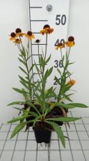 Helenium hybr. 'Carmen' | Zonnekruid 80 P9