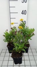 Helenium hybr. 'Double Trouble' | Zonnekruid 80 P9