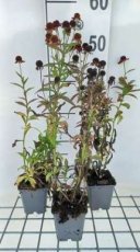 Helenium hybr.'Ruby Tuesday' | Zonnekruid 50 P9