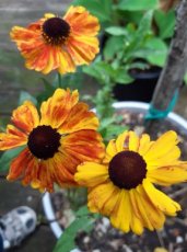 Helenium hybr.'Sahin's Early Flowerer'® | Zonnekruid 100 P9