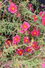 Helianthemum hybr. ‘Ben Hope’ | Zonneroosje 20 P9