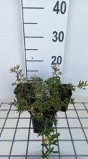 Helianthemum hybr.‘Cerise Queen’ | Zonneroosje 20 P9