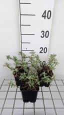 Helianthemum hybr.‘Fire Dragon’ | Zonneroosje 20 P9