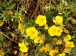 Helianthemum hybr. ‘Golden Queen’ Helianthemum hybr. ‘Golden Queen’ | Zonneroosje 20 P9