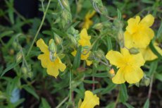 Helianthemum hybr. ‘Golden Queen’ | Zonneroosje 20 P9