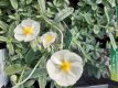 Helianthemum hybr. ‘The Bride’ Helianthemum hybr.‘The Bride’(=snowqueen) | Zonneroosje 20 P9