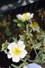 Helianthemum hybr.‘The Bride’(=snowqueen) | Zonneroosje 20 P9