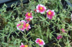 Helianthemum hybr. ‘Raspberry Ripple’ | Zonneroosje 20 P9