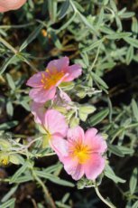 Helianthemum hybr. ‘Rhodante Carneum’ (= H. ‘Wisley Pink’) | Zonneroosje 15 P9