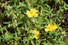 Helianthemum hybr.‘Sulphureum Plenum’ | Zonneroosje 20 P9