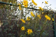 Helianthus atrorubens | Zonnebloem 200 P9