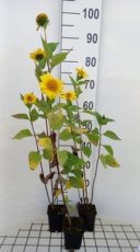 Helianthus decapetalus ‘Meteor' | Zonnebloem 150 P9