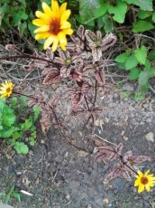 Heliopsis helianthoides 'Summer Pink'® | Zonneoog 90 P9