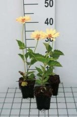 Heliopsis helianthoides 'Venus' | Zonneoog 100 P9