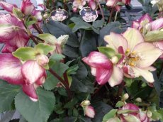 Helleborus 'Ice N' Roses® 'Carlotta' | Nieskruid 25-30 C3