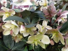 Helleborus ericsmithii 'Valeria'® | Nieskruid 20-25 C3