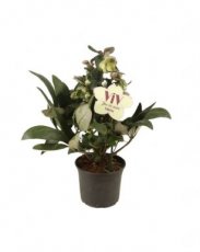 Helleborus ericsmithii 'Valeria'® | Nieskruid 50 P9