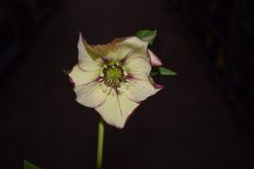 Helleborus hybr. 'Anja Oudolf’® | Nieskruid 30 C2