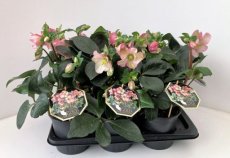 Helleborus 'Ice N' Roses® 'Rosetta' | Nieskruid 25-30 C3