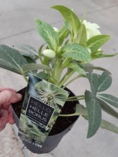 Helleborus lividus 'Green Marble' | Nieskruid 40 P9