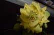 Helleborus Orient.'Double Ellen Yellow Spotted' Helleborus Orient.'Double Ellen Yellow Spotted' | Nieskruid 40 P9