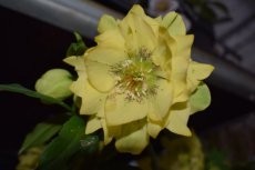 Helleborus Orient.'Double Ellen Yellow Spotted' | Nieskruid 40 P9