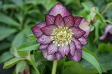 Helleborus orientalis 'Double Ellen Picotee' | Nieskruid 50 P9