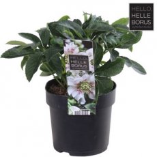 Helleborus orientalis 'Hello White'® | Nieskruid 40 C1.5